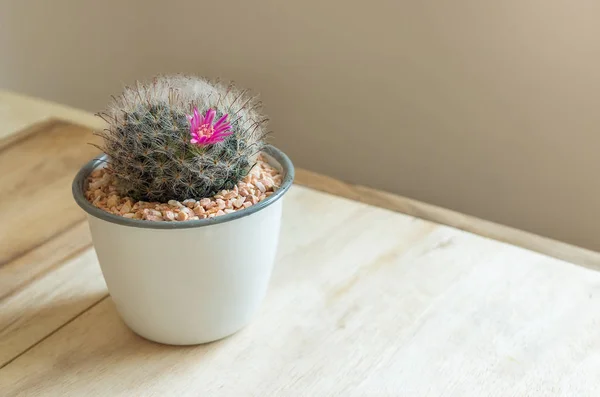 Kaktus i kruka på bordet — Stockfoto