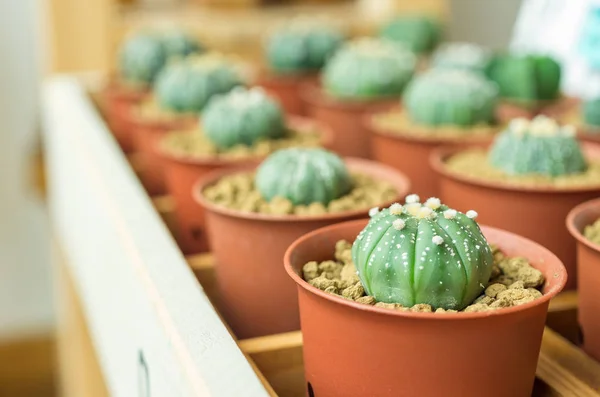 Cactus en macetas junto a la ventana — Foto de Stock