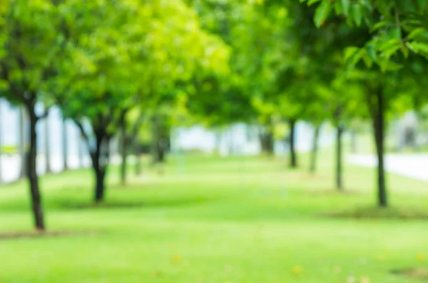 Blurred row of tree the park. — Stock Photo, Image