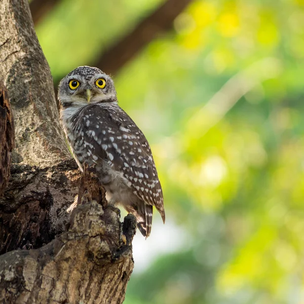 Pequeño búho es evidente — Foto de Stock