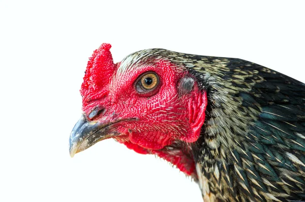 Chicken hen isolated. — Stock Photo, Image