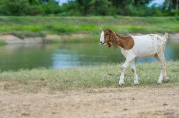 Young goat behind a brook of water — Stock Photo, Image
