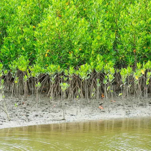 Sapling mangue da floresta de manguezais . — Fotografia de Stock