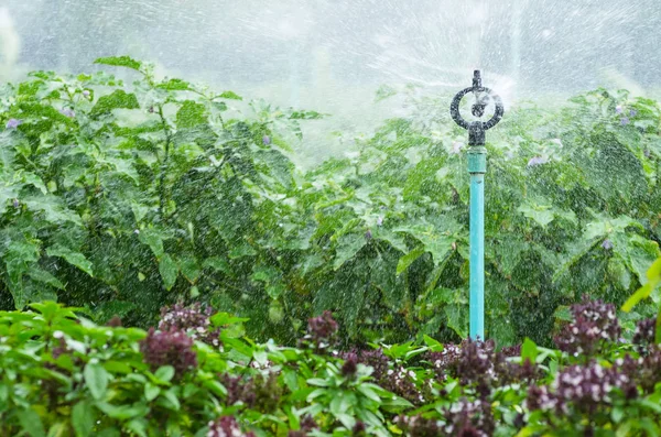 Water in the vegetable garden — Stock Photo, Image