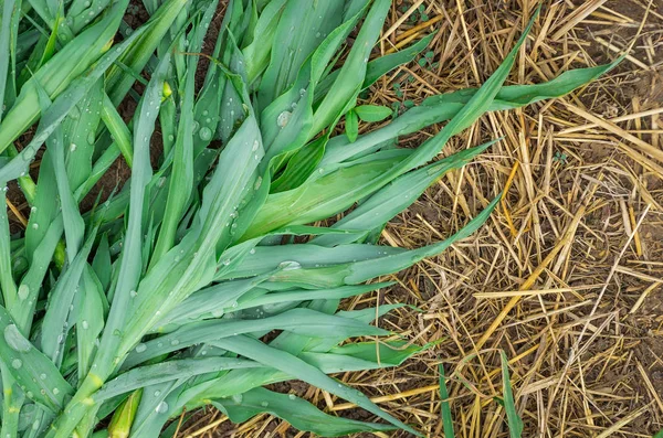 Росток кукурузы на земле — стоковое фото