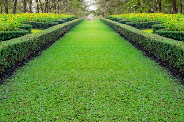 Grönt gräs med en solrosor — Stockfoto