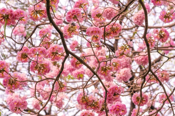 Romantic of pink flower tree — Stock Photo, Image
