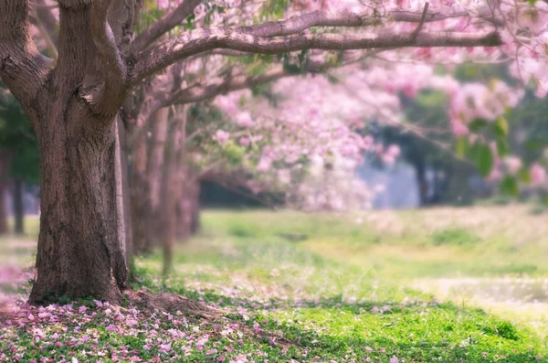 Pink trumpet trees. — Stock Photo, Image