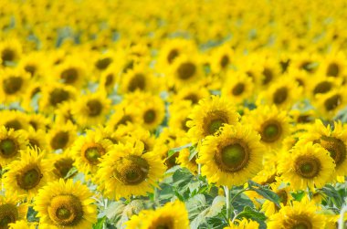 Birçok güzel ayçiçeği