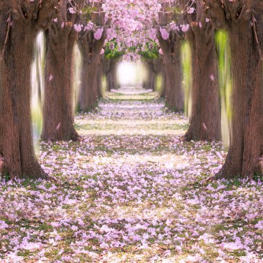  Pembe çiçek ağaçlarının romantik tünel