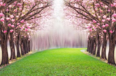  Pembe çiçek ağaçlarının romantik tünel