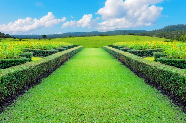 Зеленая трава с подсолнухами — стоковое фото