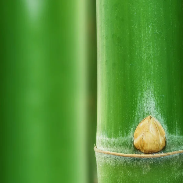 Fechar de bambu de textura — Fotografia de Stock