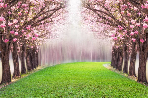 Túnel romântico de árvores de flores rosa — Fotografia de Stock