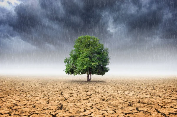 Baum am regnerischen Tag — Stockfoto