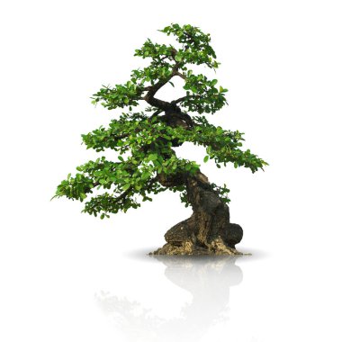Yeşil bonsai ağacı