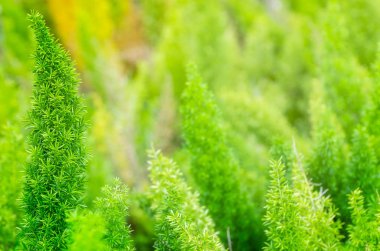 bahçe süsü bitkileri