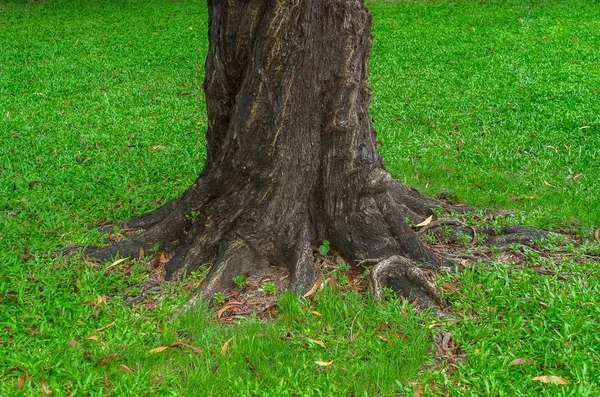 Raiz de árvore na grama — Fotografia de Stock