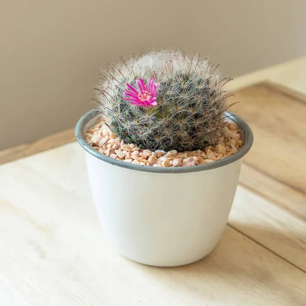 Cactus en maceta sobre mesa — Foto de Stock