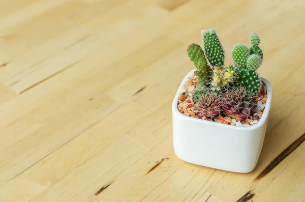 Cactus en maceta sobre mesa — Foto de Stock