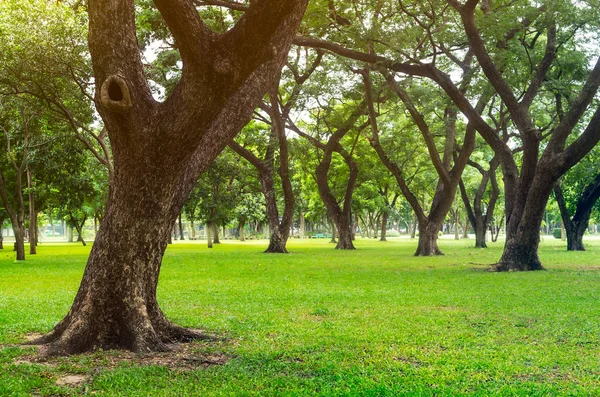 Green lawn with trees — Stock Photo, Image