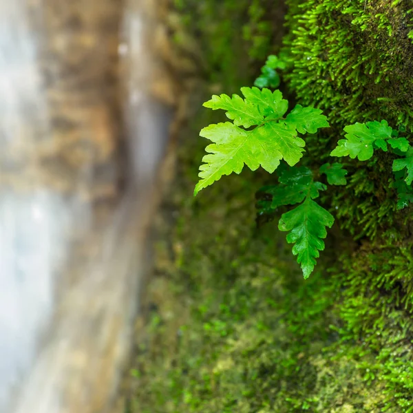 Ferns and moss in forest — Stock Photo, Image