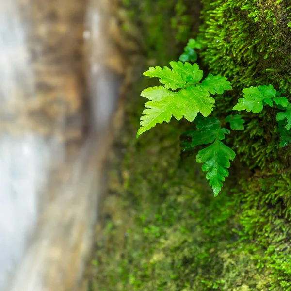 Samambaias e musgo na floresta — Fotografia de Stock