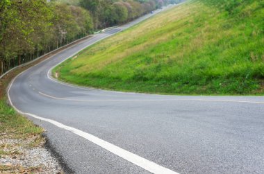 Dik yola yakın yeşil orman 