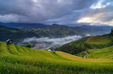 Yeşil pirinç tarlaları