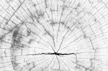 ağaç gövdesi dokusuna