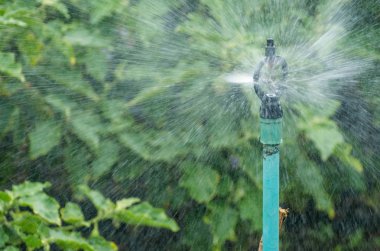 Yağmurlama su Bahçe