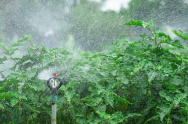 Yağmurlama su Bahçe