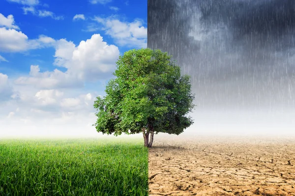 Baum mit sich verändernder Umwelt — Stockfoto