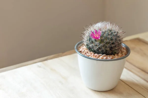 Cactus in pot on table — Stock Photo, Image