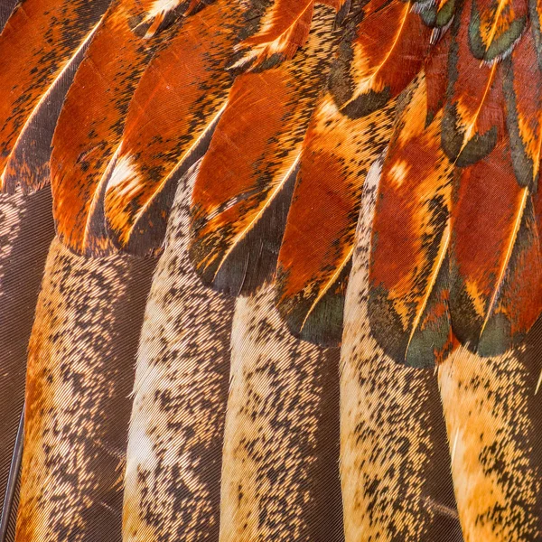 Penas de frango coloridas — Fotografia de Stock