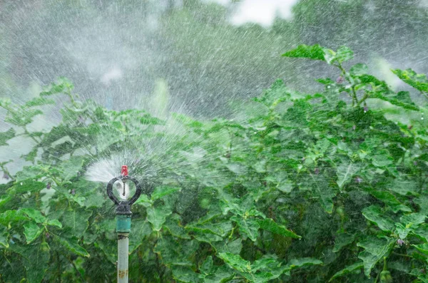 Sprinkler Wasser im Garten — Stockfoto