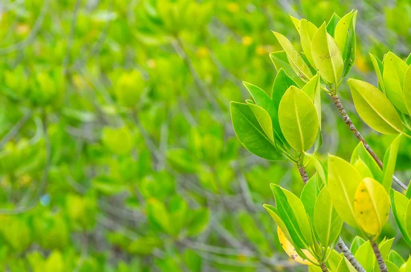 Rebentação de manguezal verde — Fotografia de Stock