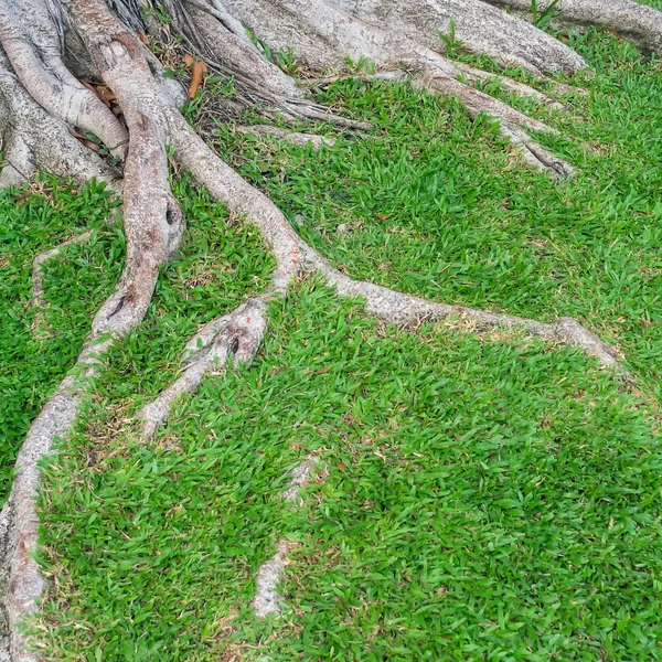 Zelený trávník s kořeny stromů — Stock fotografie