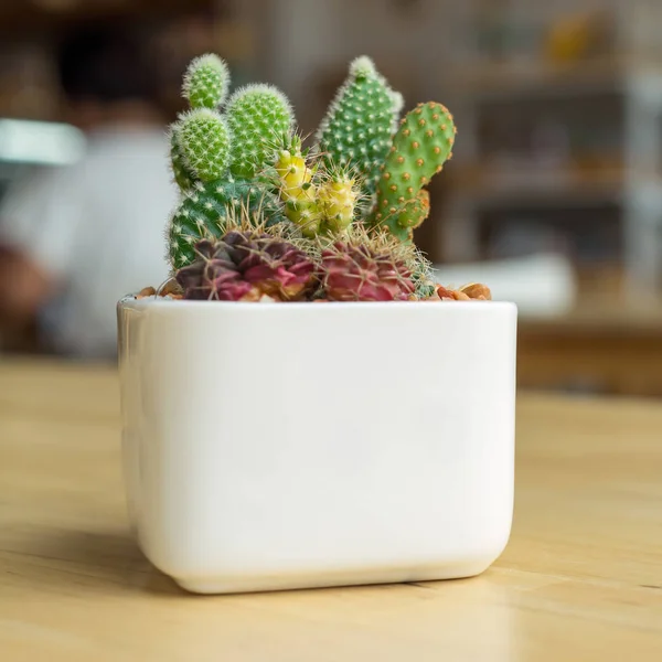 Green fresh cactus in pot — Stock Photo, Image