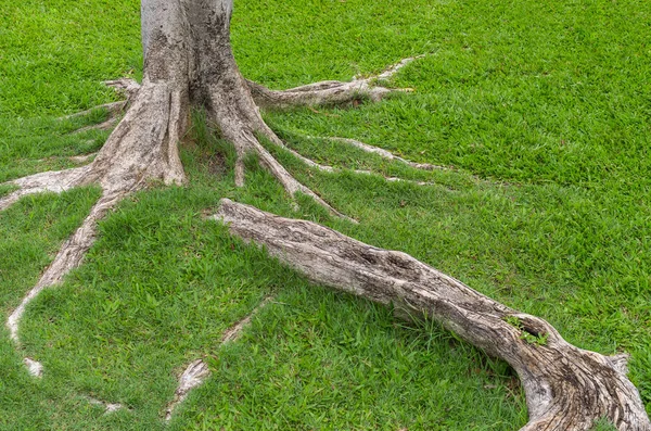 Radice di albero in erba — Foto Stock