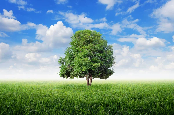 Yeşil çayır üzerinde yeşil ağaç — Stok fotoğraf