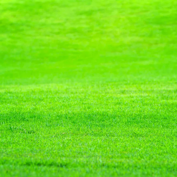 Grama verde no campo de golfe — Fotografia de Stock