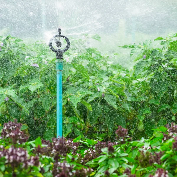 Sprinkler vatten i trädgården — Stockfoto