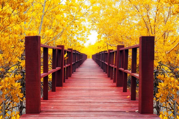 Деревянный мост в осеннем лесу — стоковое фото