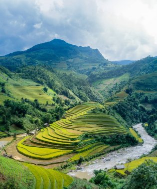Yeşil pirinç tarlaları 