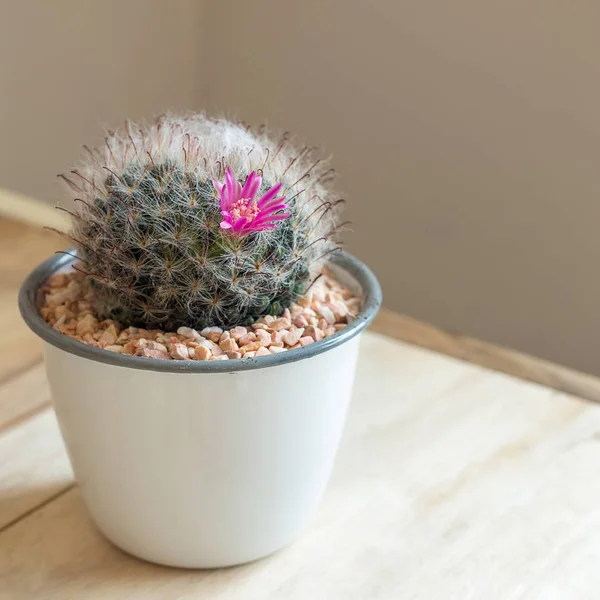 Kaktus med blomma i kruka — Stockfoto