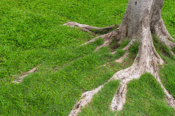 รากต้นไม้บนหญ้า — ภาพถ่ายสต็อก