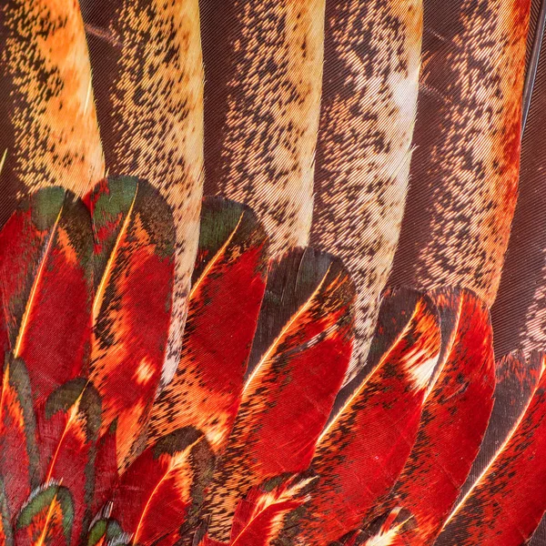 Plumes de poulet colorées — Photo