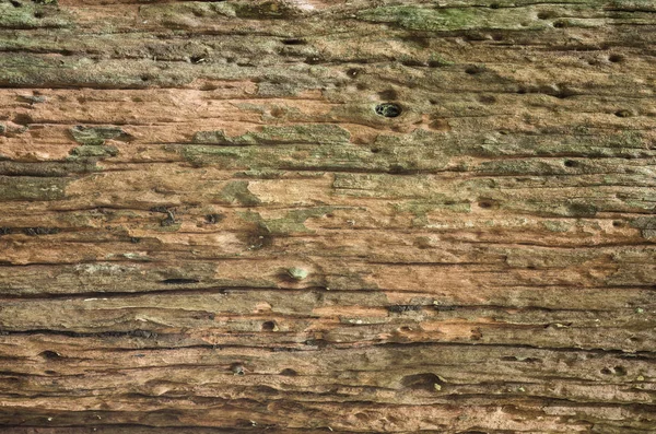 Árbol muerto tropical — Foto de Stock