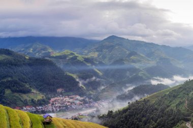 Yeşil pirinç tarlaları 